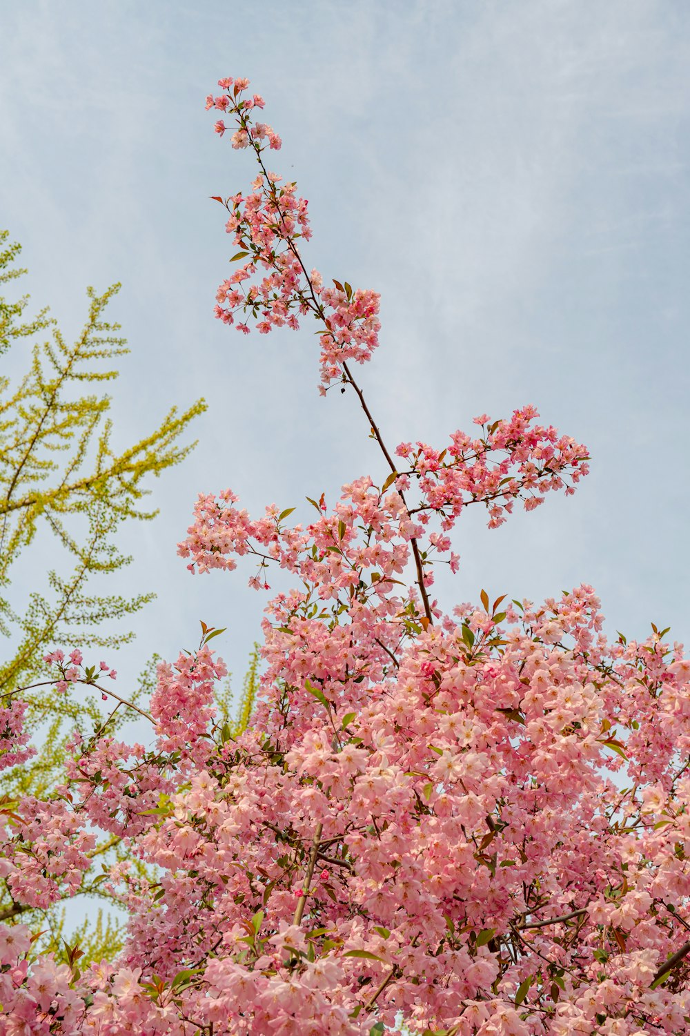 a tree with pink flowers in the foreground and a blue sky in the background