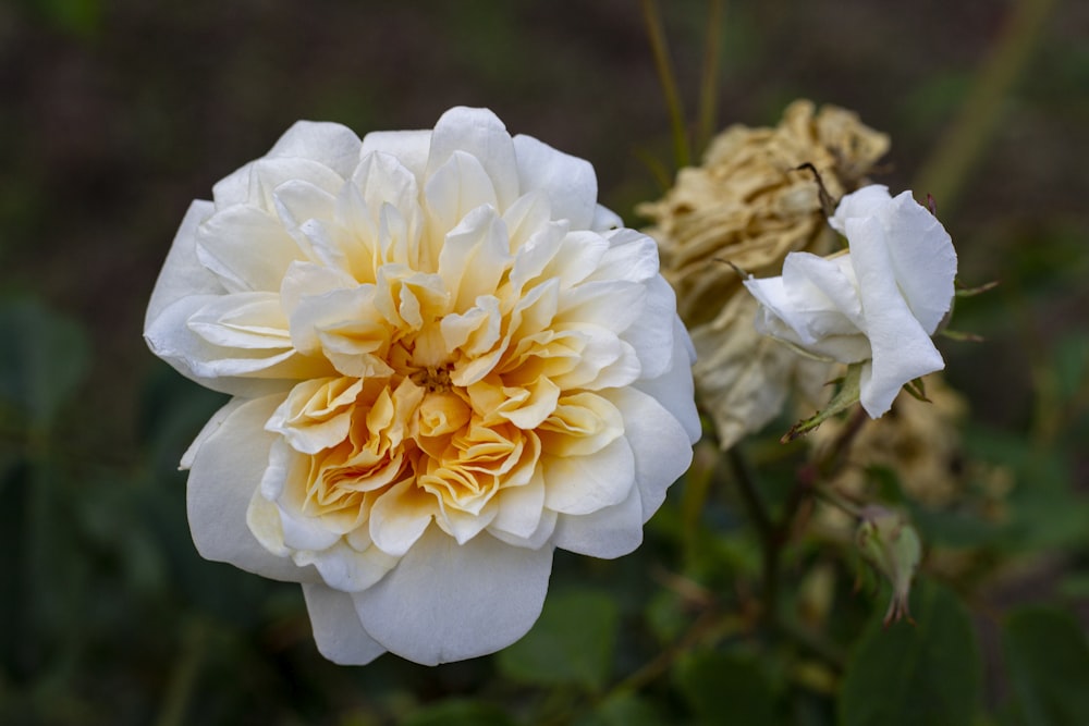 a close up of a white and yellow flower