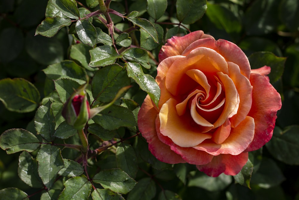 una rosa naranja y amarilla con hojas verdes