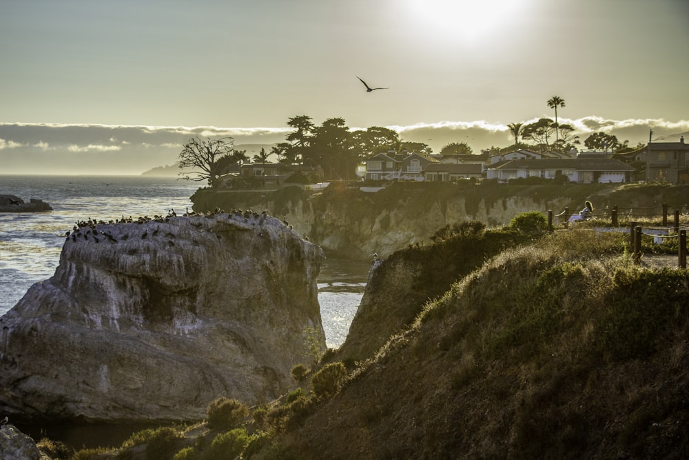 a bird flying over a cliff by the ocean