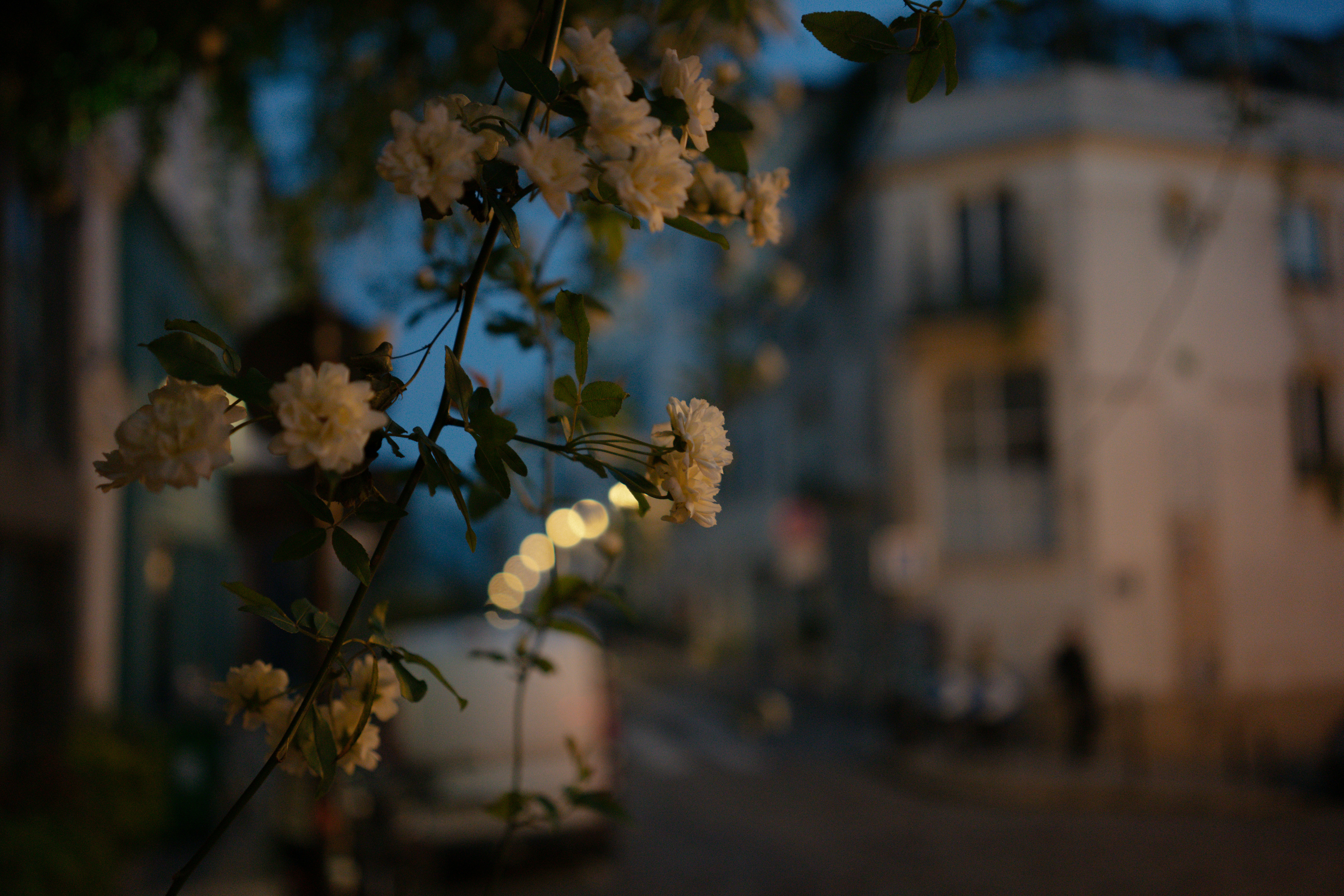 Championnet fleurs
