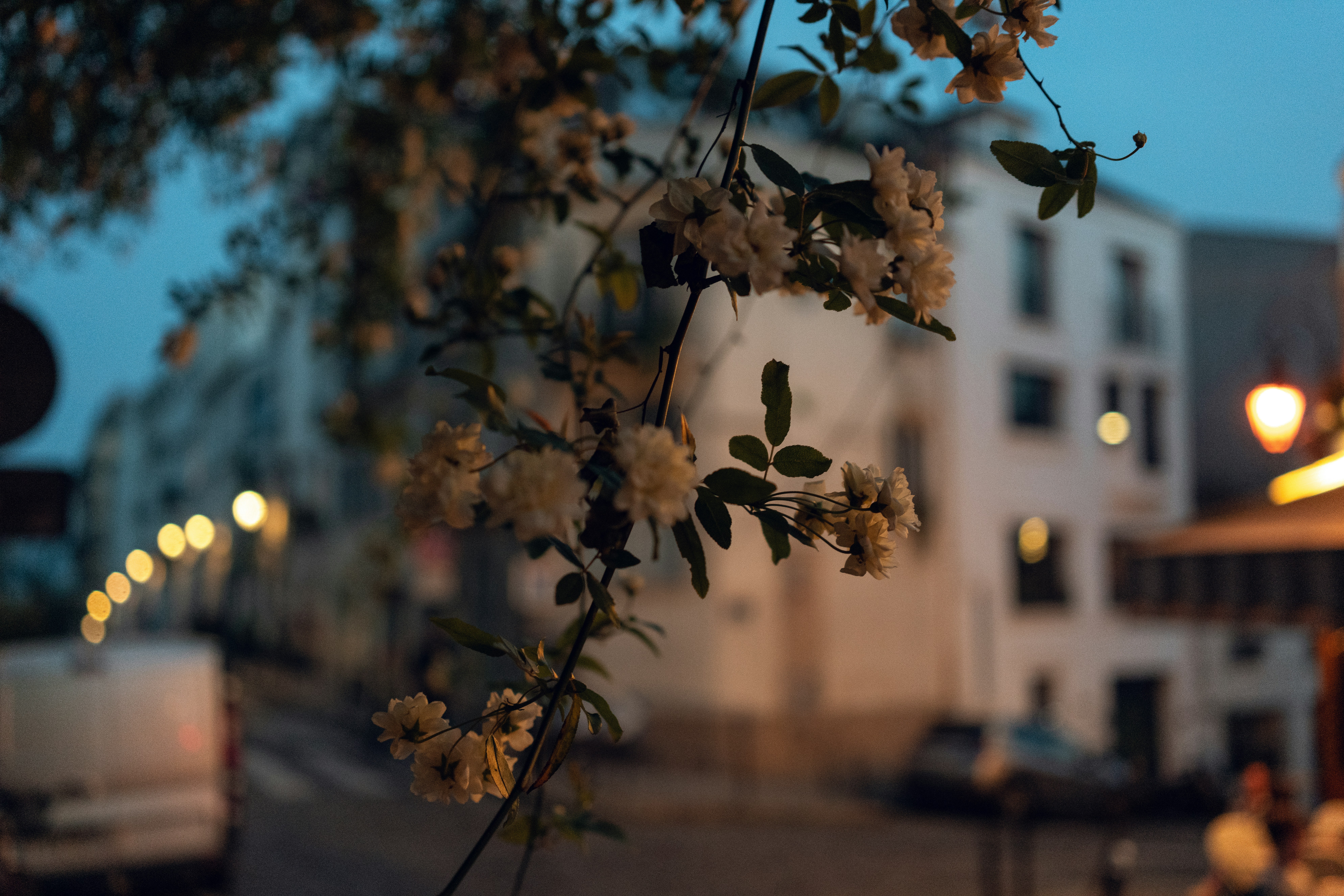 a tree branch with white flowers in front of a building