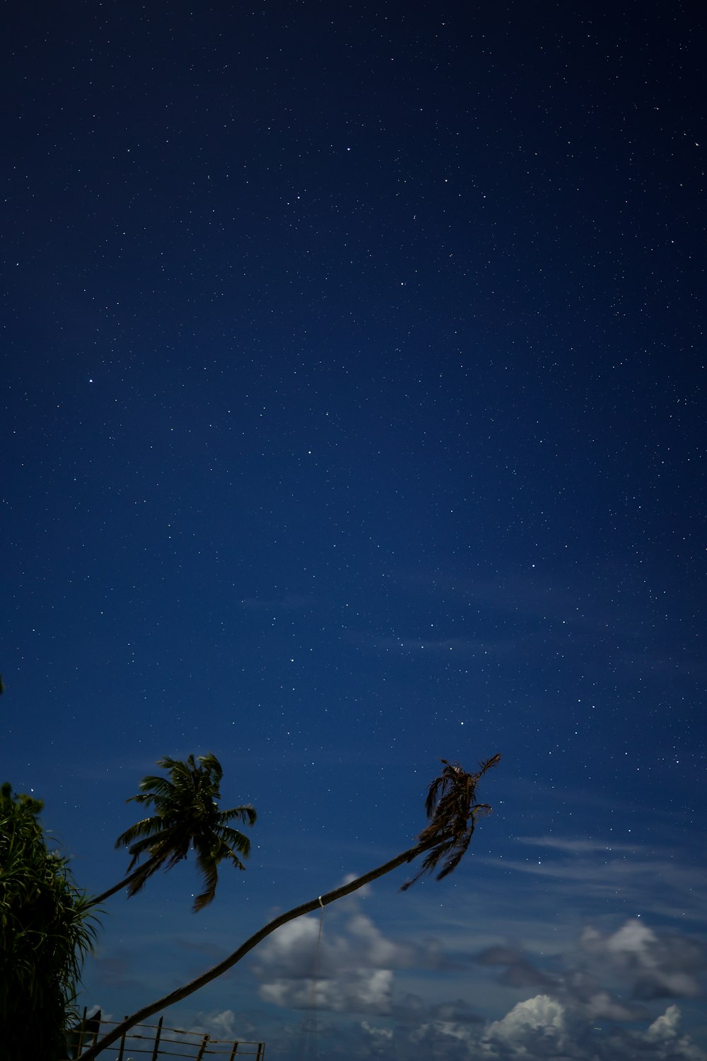 a night sky with stars and palm trees