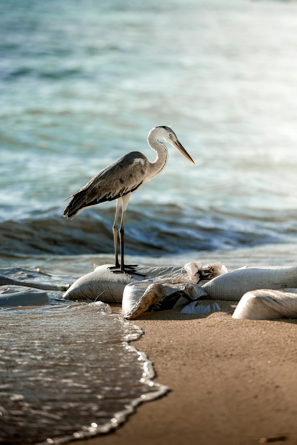 a bird is standing on a rock on the beach