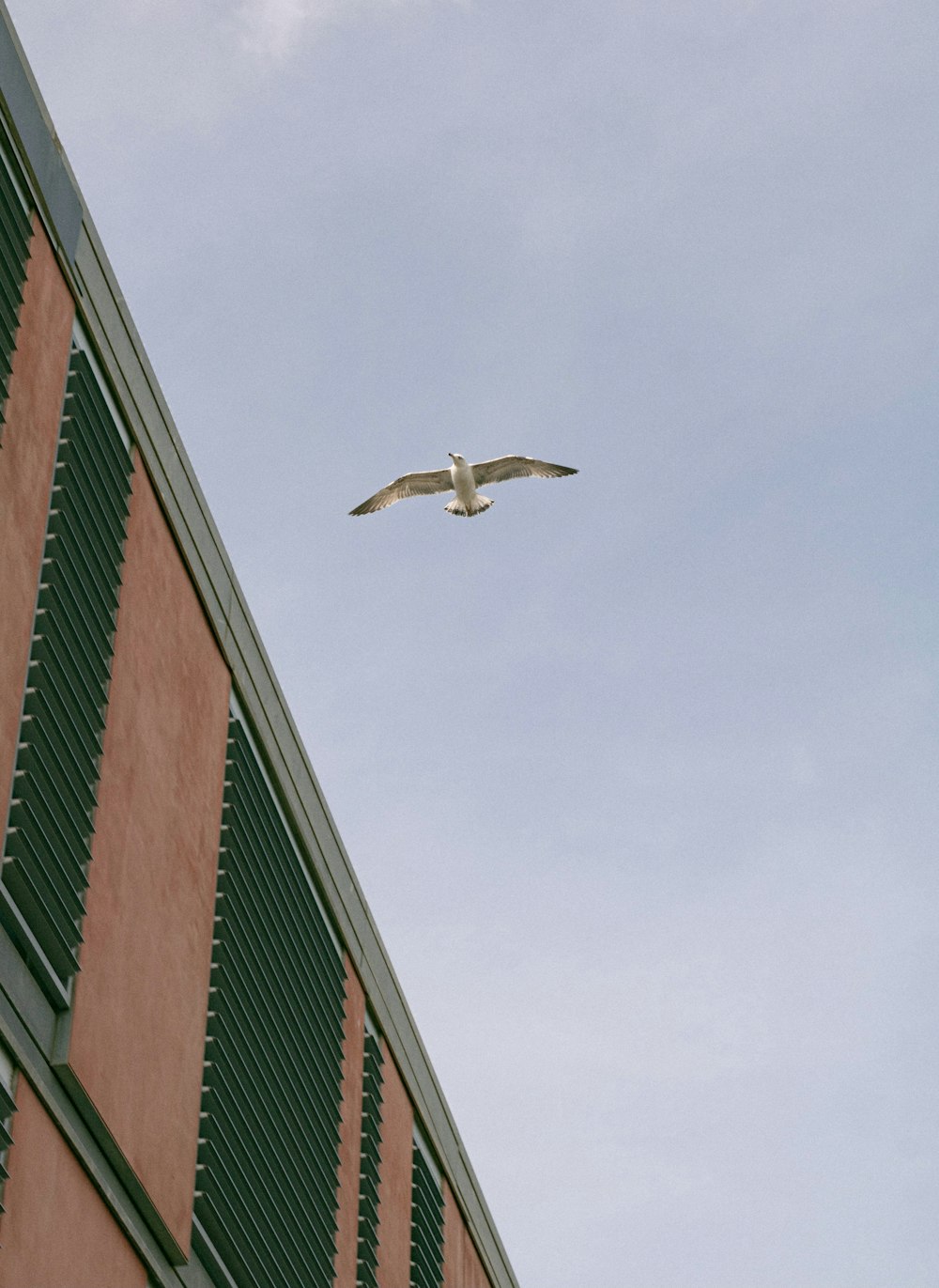 a seagull flying over a building with green shutters