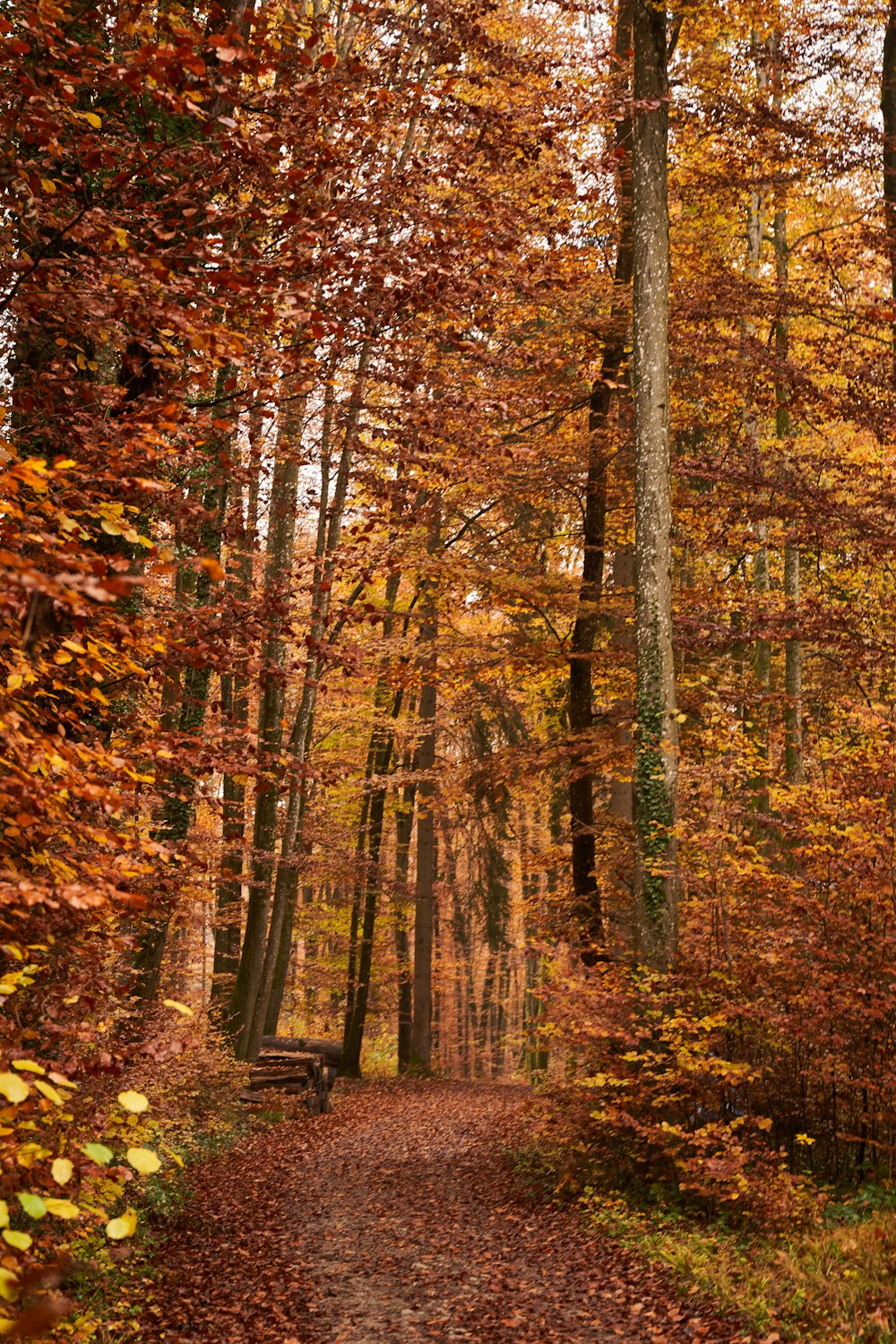 a dirt road surrounded by trees and leaves