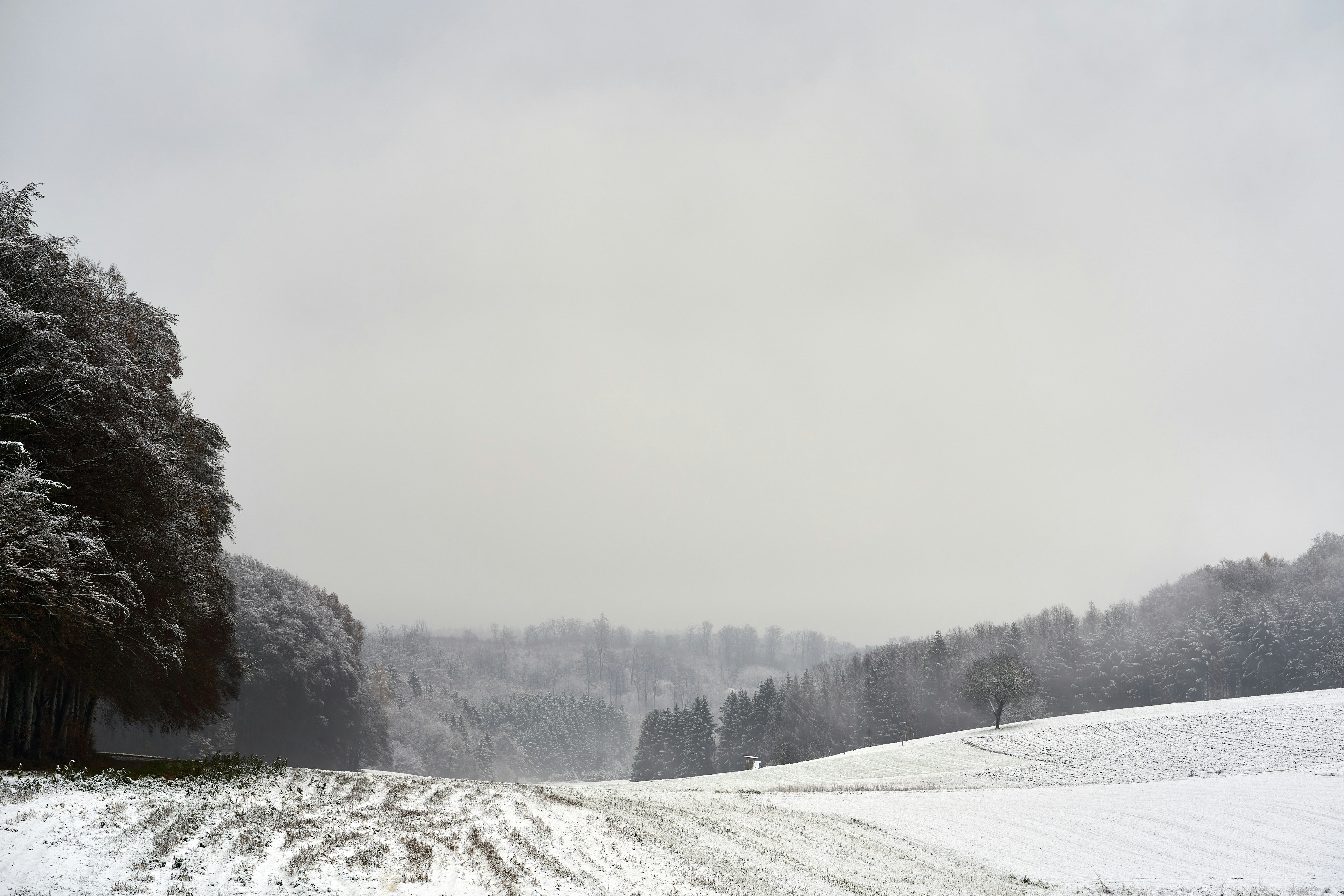 Photo by wolfgang_hasselmann