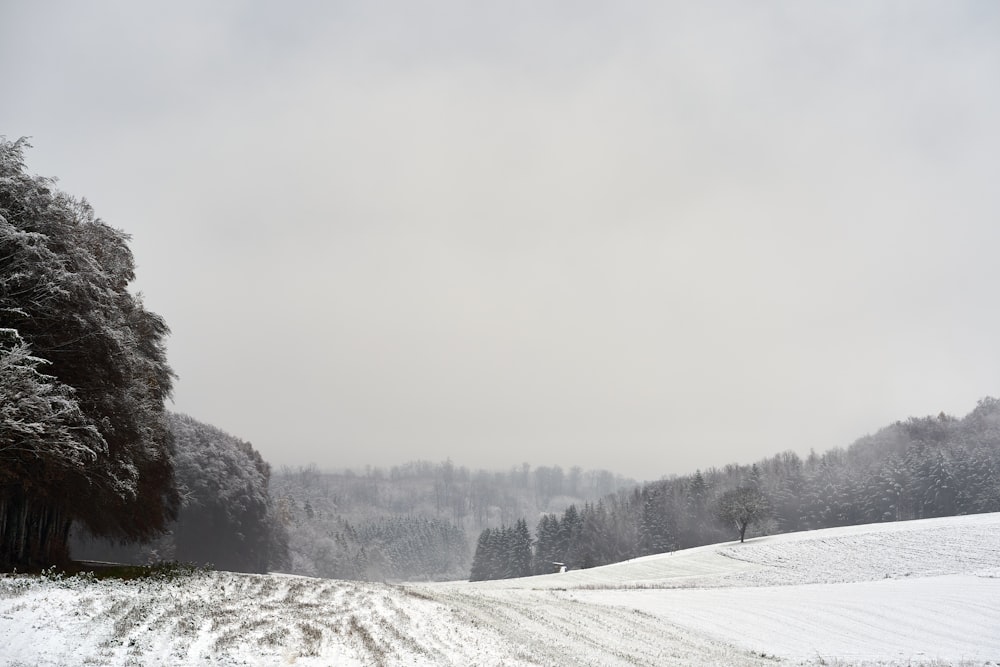 a snowy landscape with trees and a road