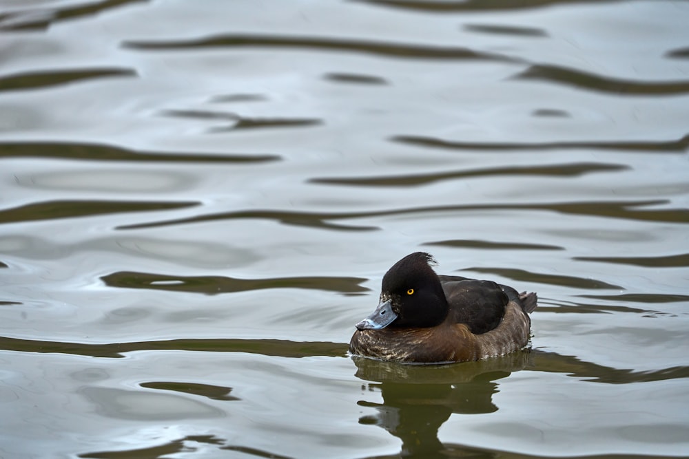 a duck floating on top of a body of water