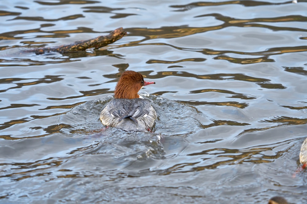 a group of ducks floating on top of a body of water