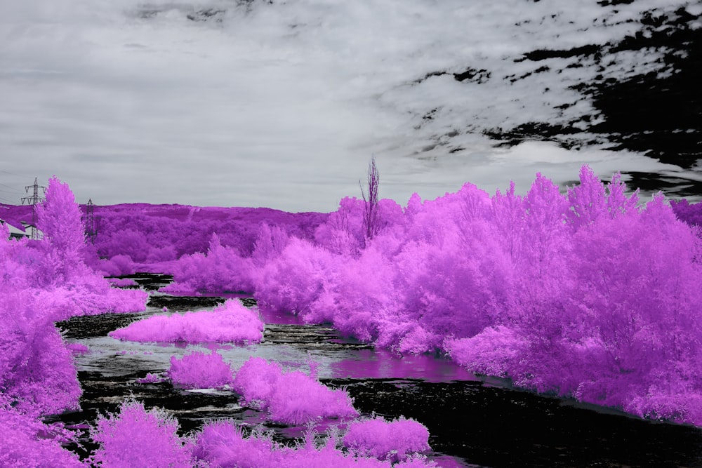 a river surrounded by purple trees under a cloudy sky