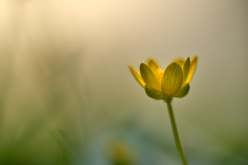 a single yellow flower in the middle of a field