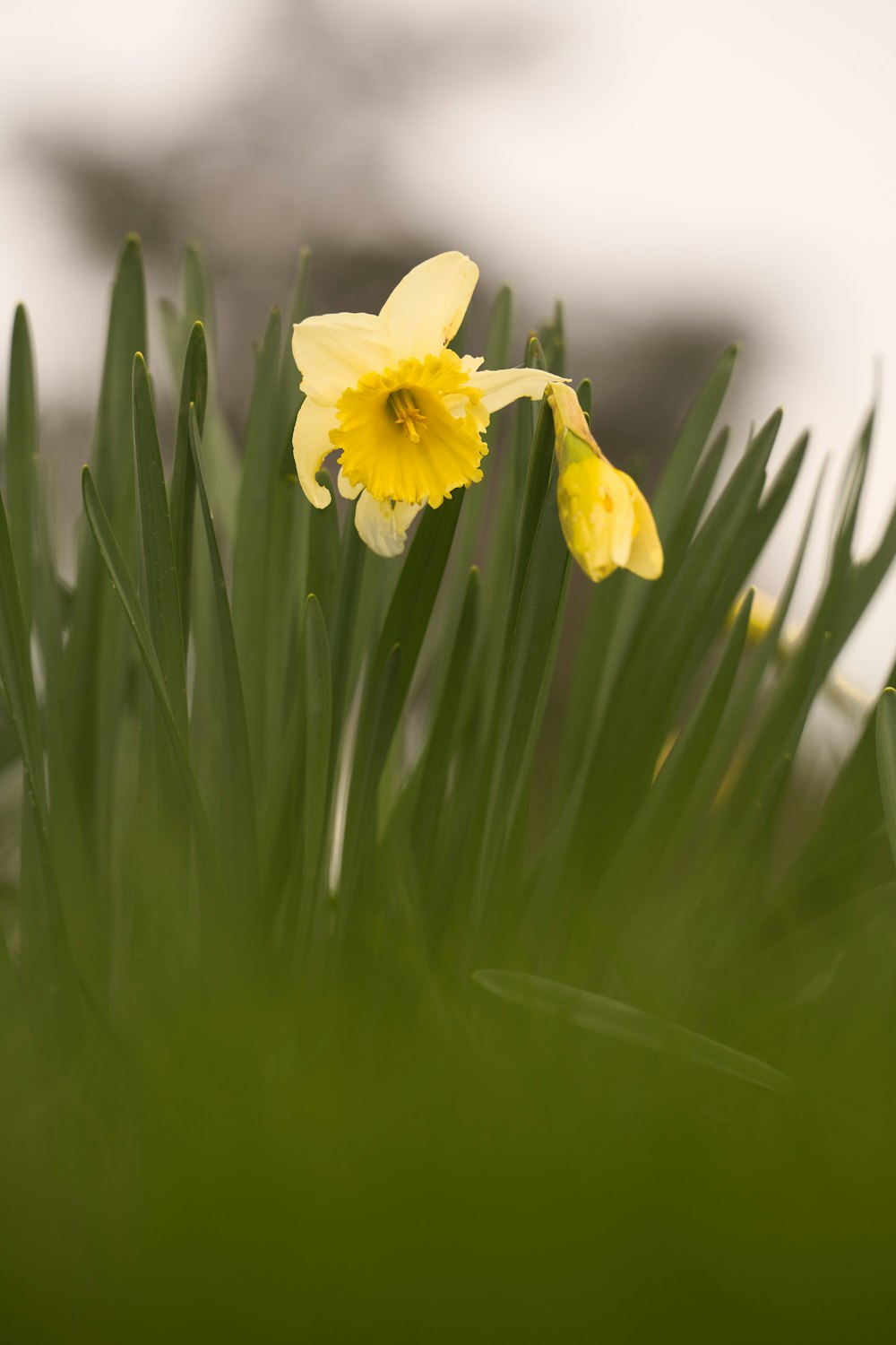 a yellow flower is growing in the grass