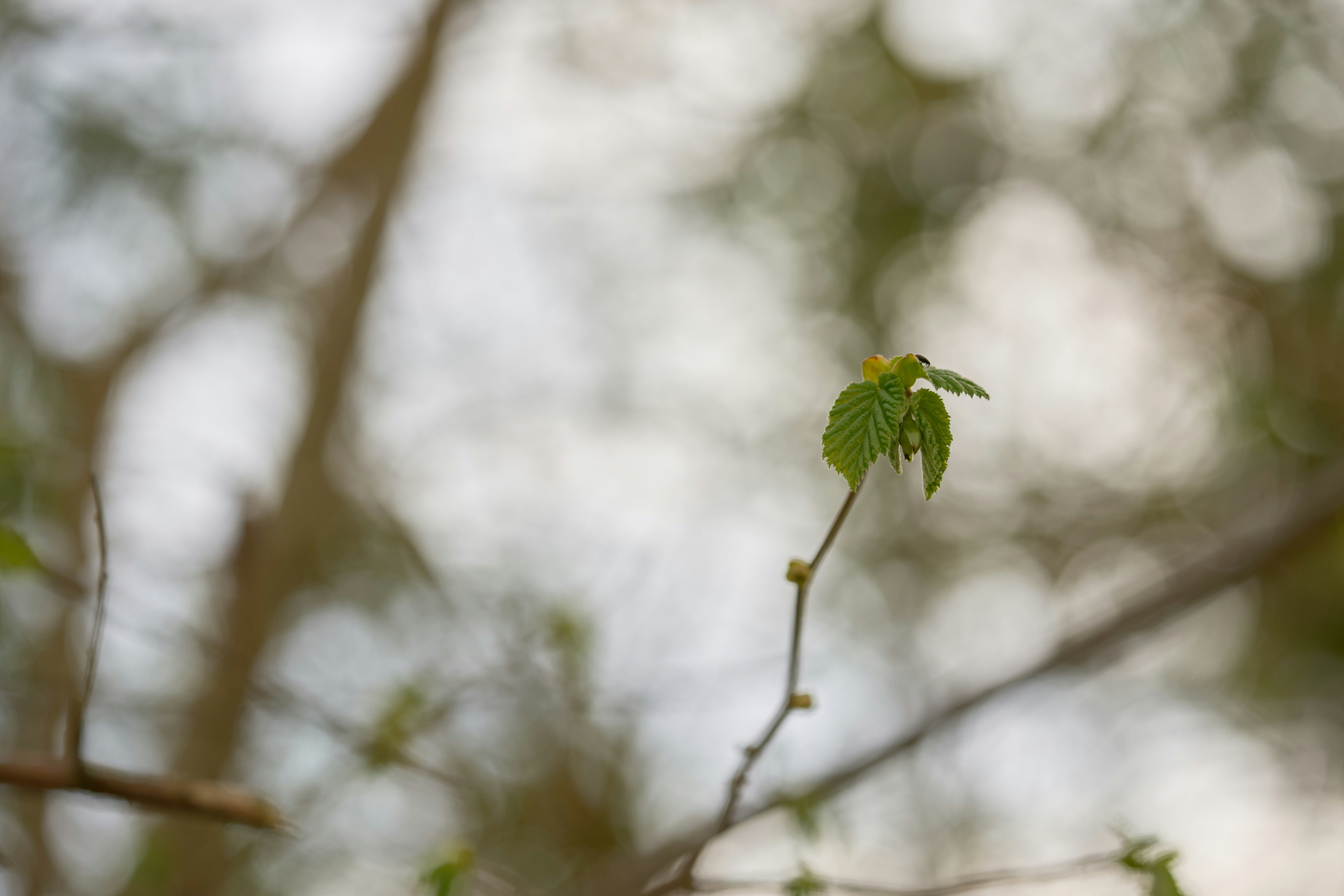 Photo by wolfgang_hasselmann