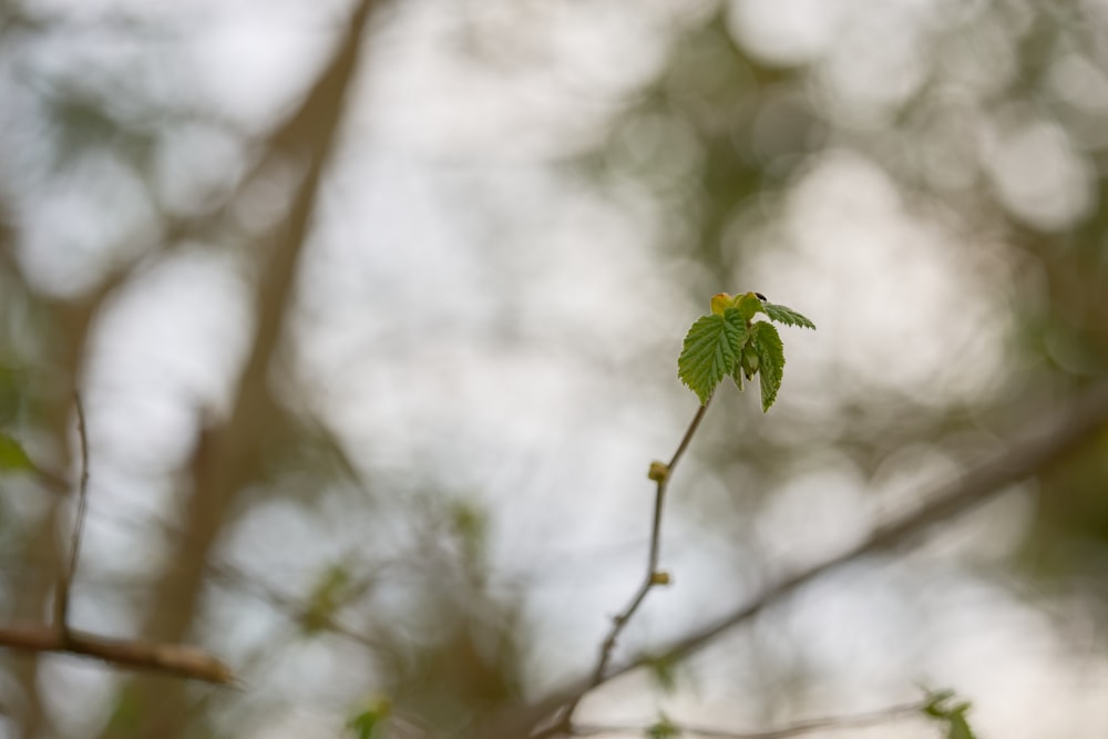 a small green leaf on a tree branch