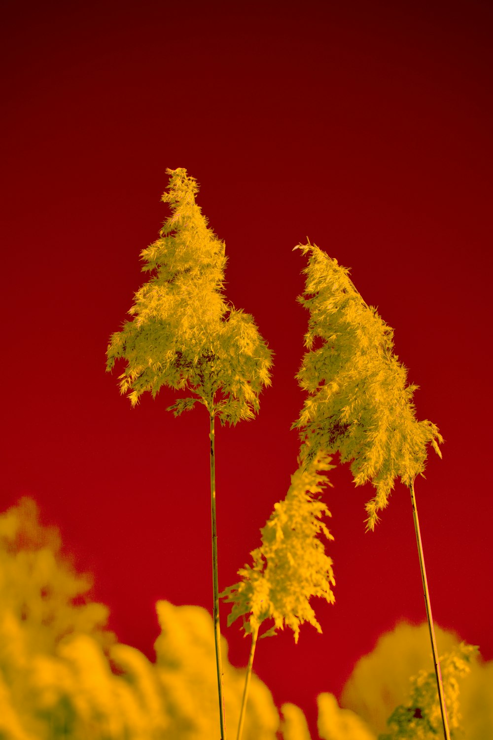 a group of yellow flowers against a red background