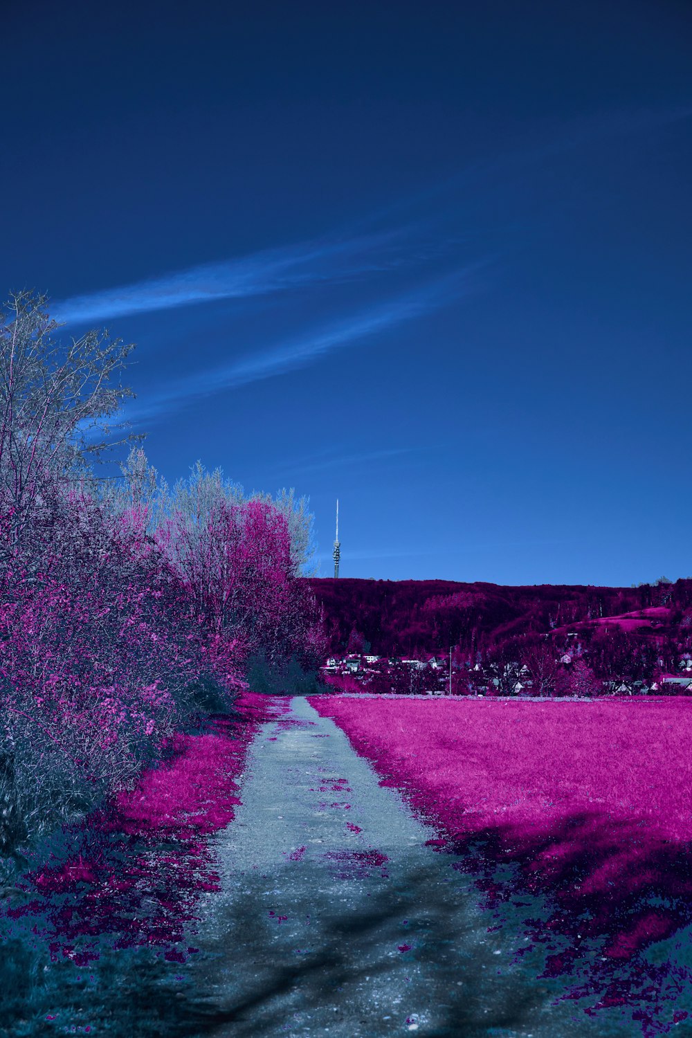 a purple field with trees and a blue sky