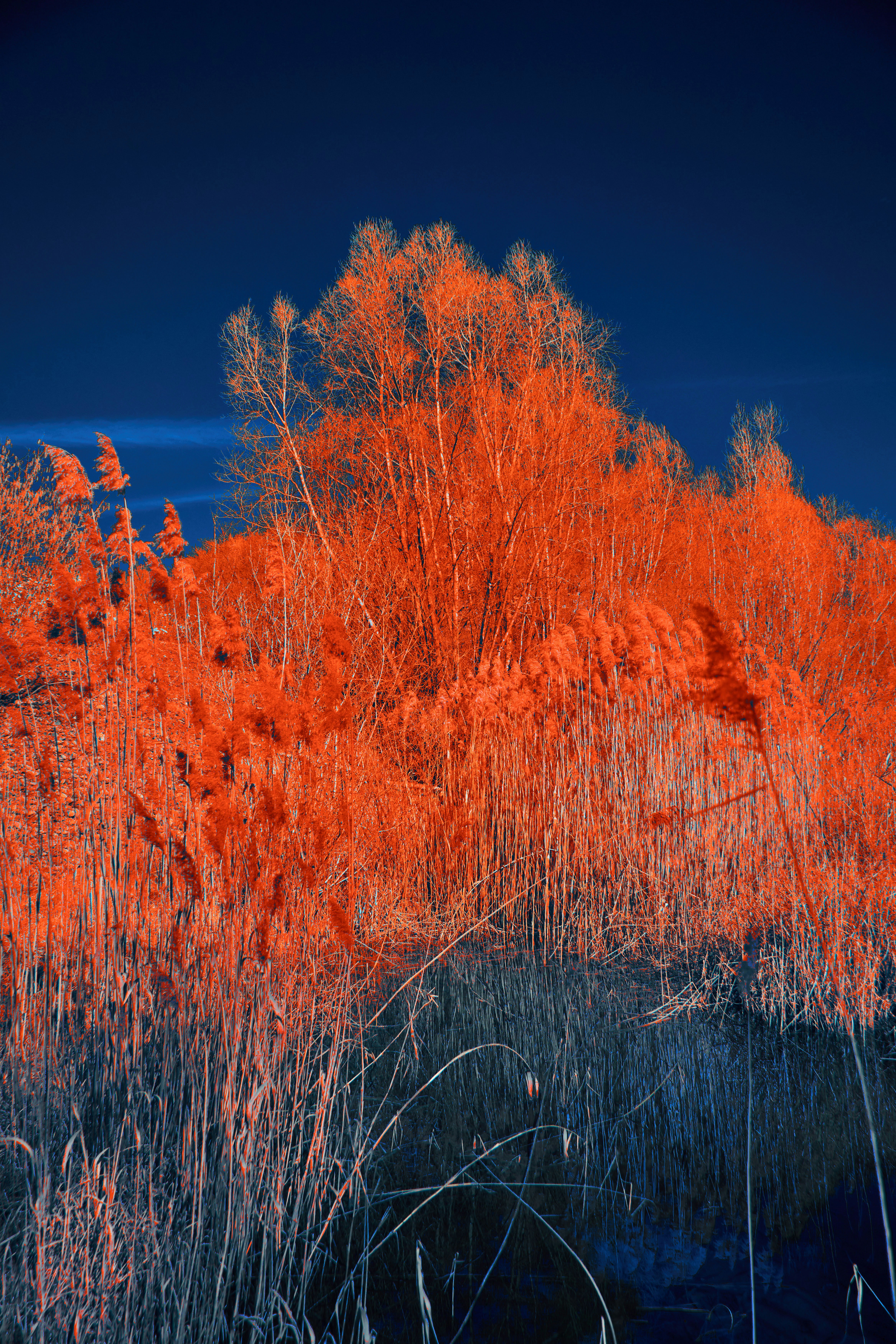 Photo by wolfgang_hasselmann