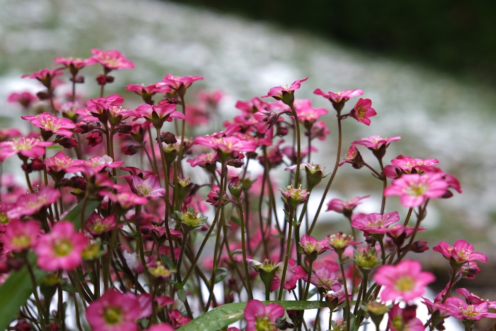 a bunch of pink flowers in a garden