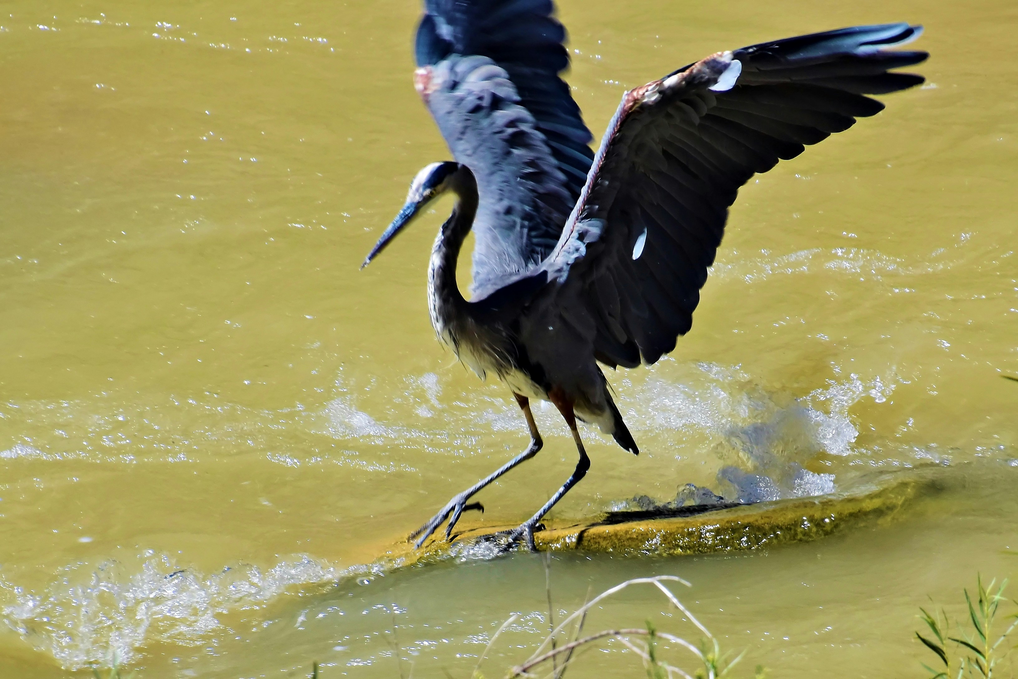 Hire Local Guide Shoebill Stork Tracking Complete Guide 2026