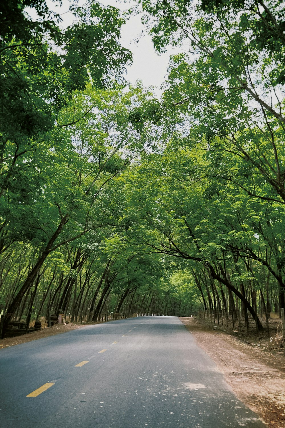 una strada deserta circondata da alberi in mezzo a una foresta