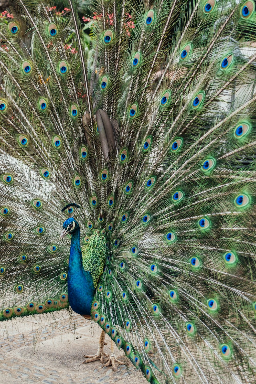 a peacock with its feathers spread out