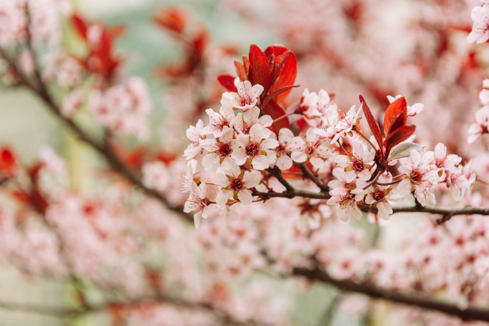 a branch of a tree with red and white flowers