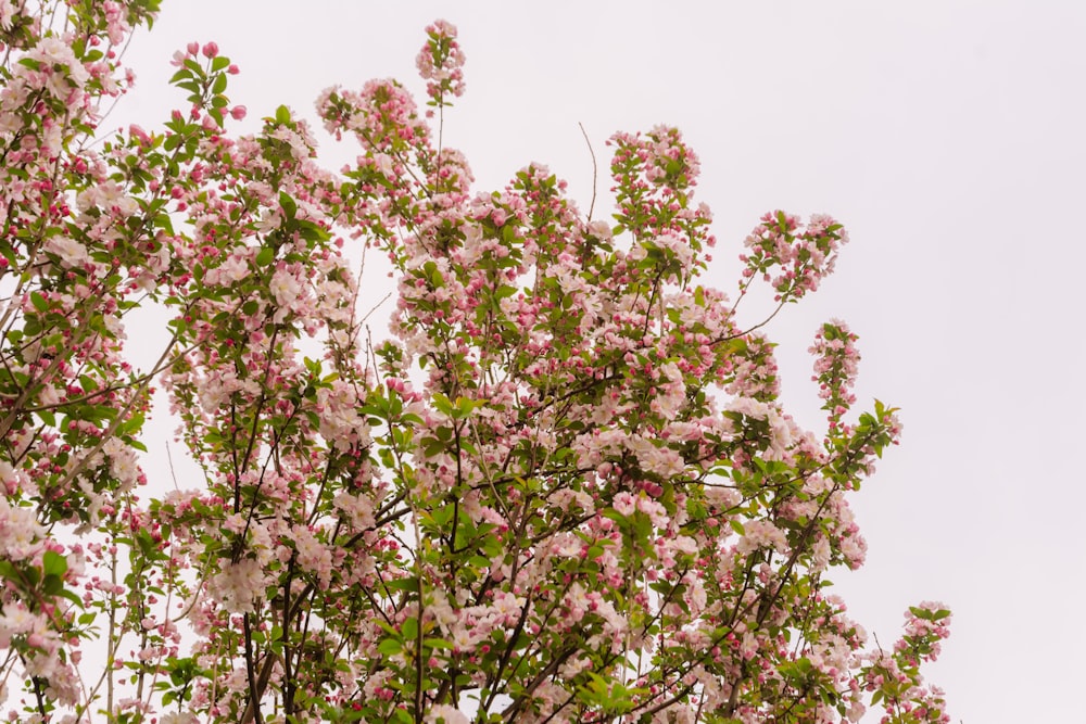 a tree with lots of pink flowers on it