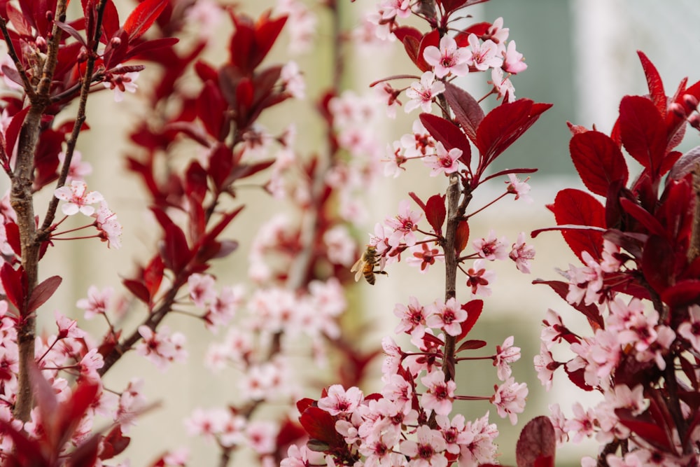 a bunch of red and white flowers on a tree