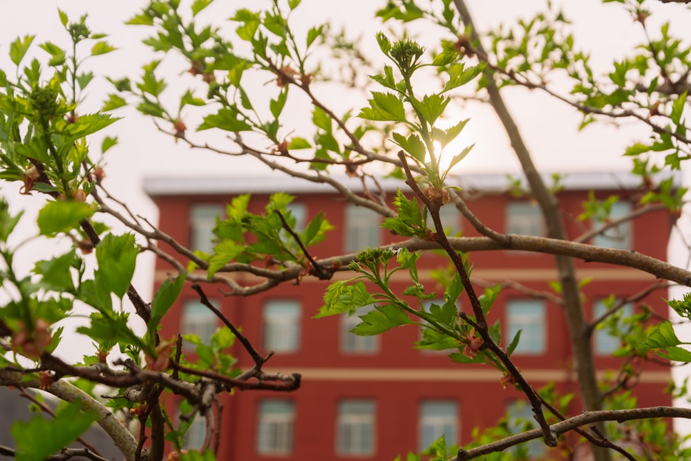 a tree branch with green leaves in front of a building