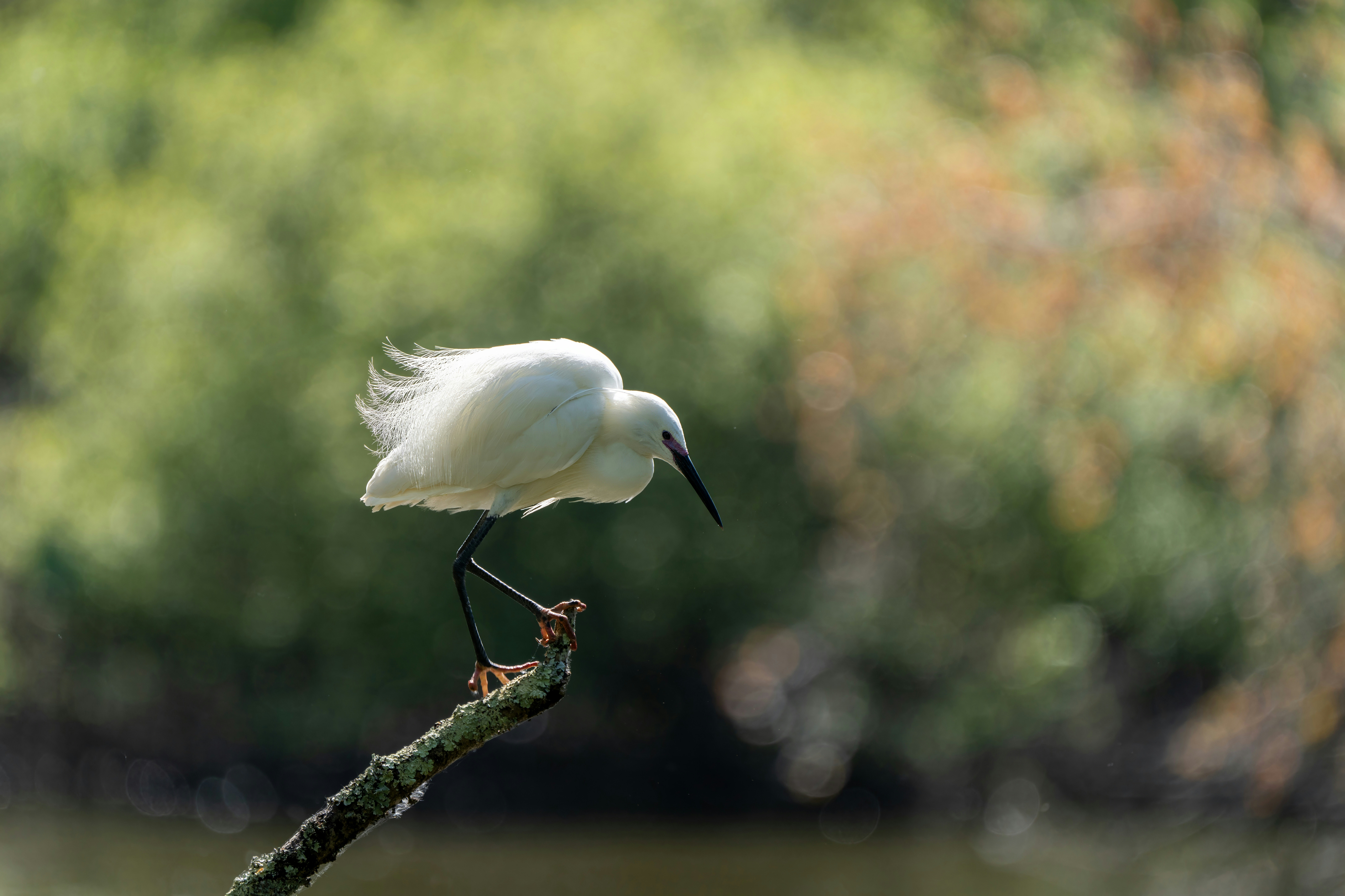 Photo by ronan_hello