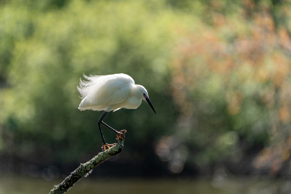 a white bird with a long beak standing on a branch