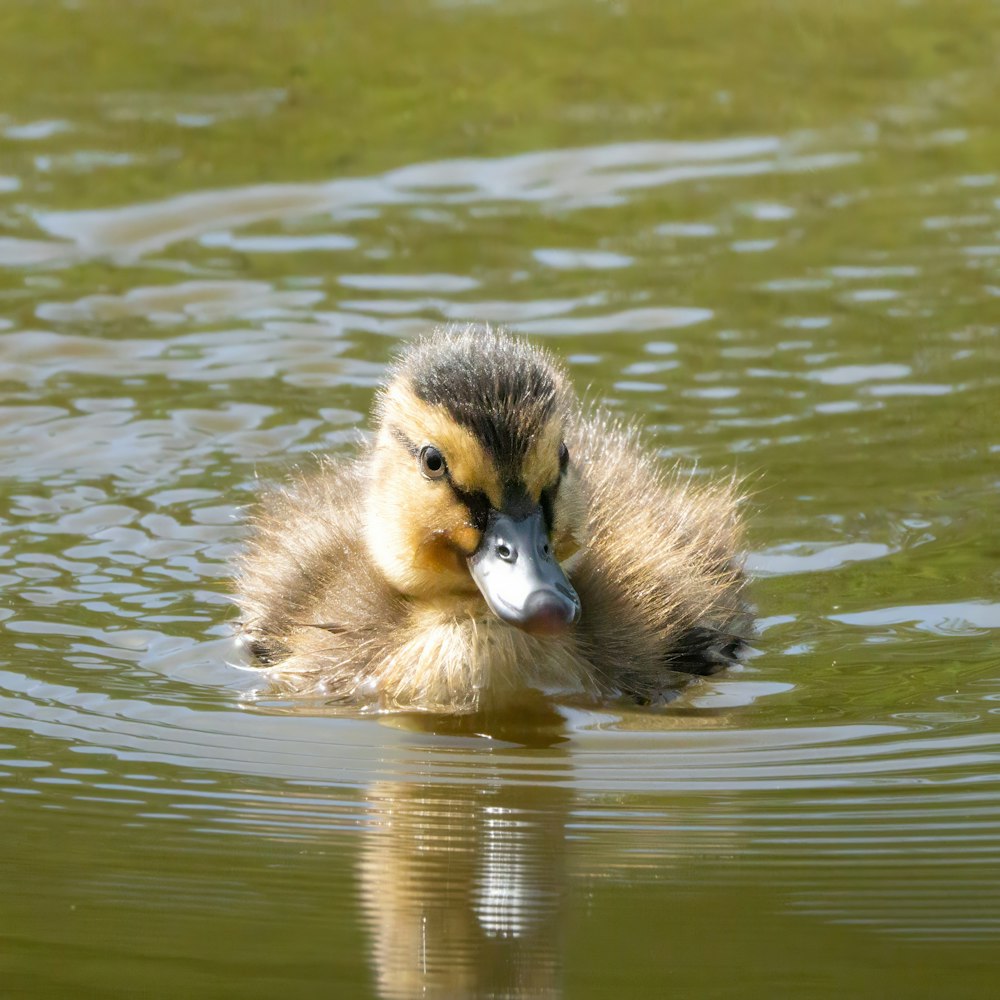 a duck is swimming in the water