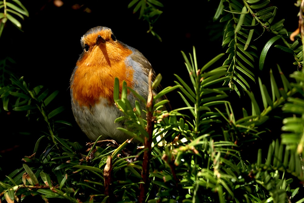 a bird is sitting in a tree with leaves