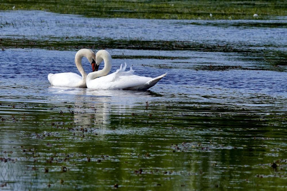 a couple of swans swimming on top of a lake