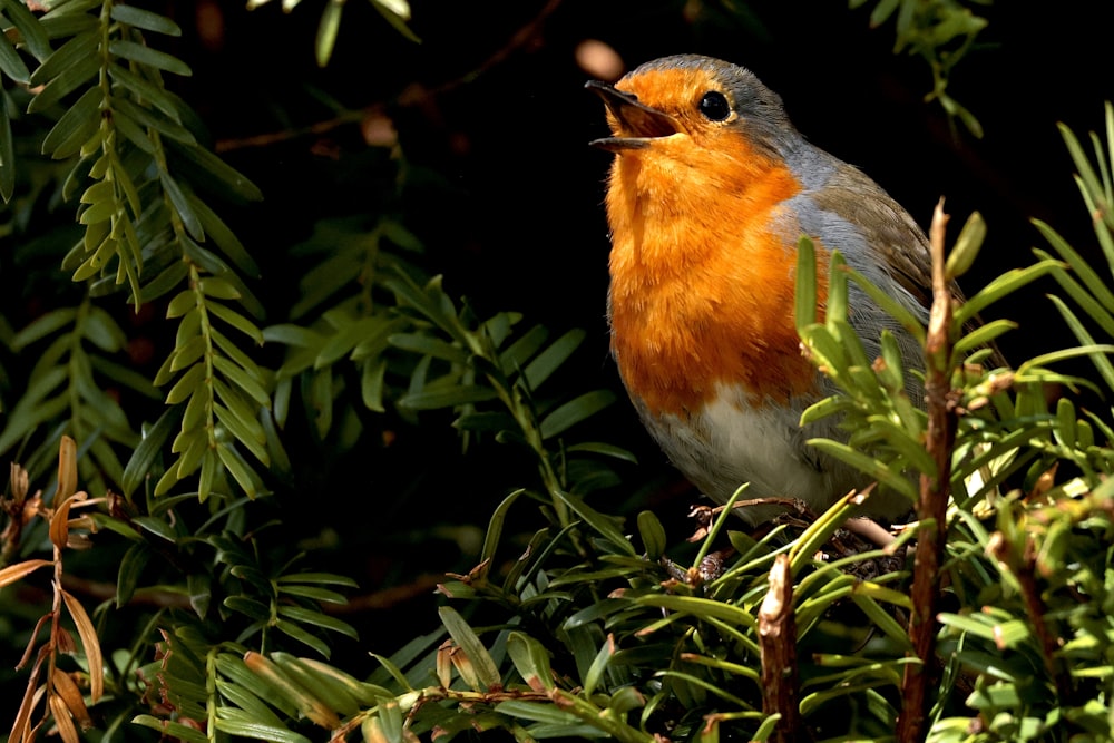 a small bird sitting on top of a tree branch