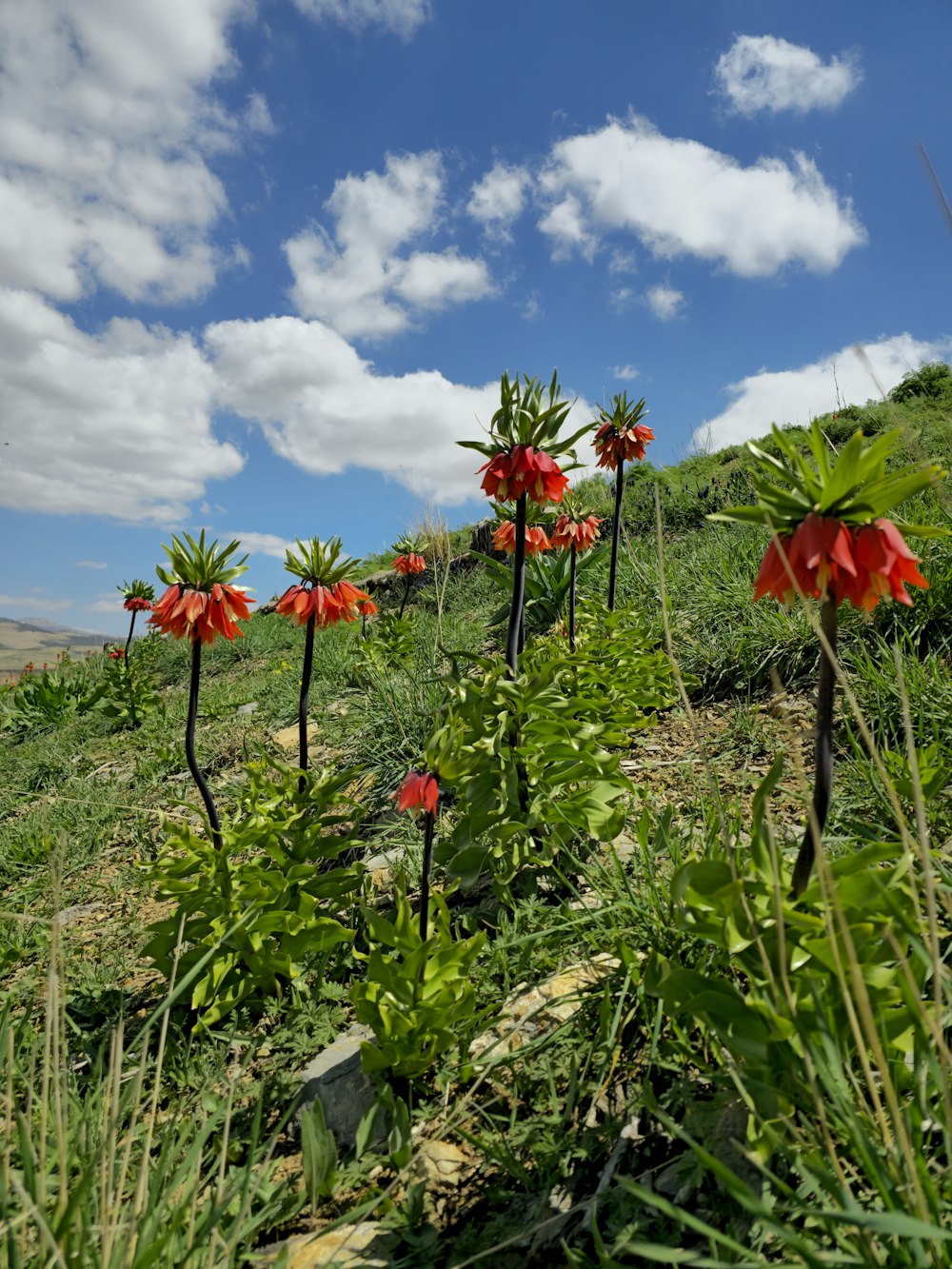 a group of red flowers growing on top of a lush green hillside