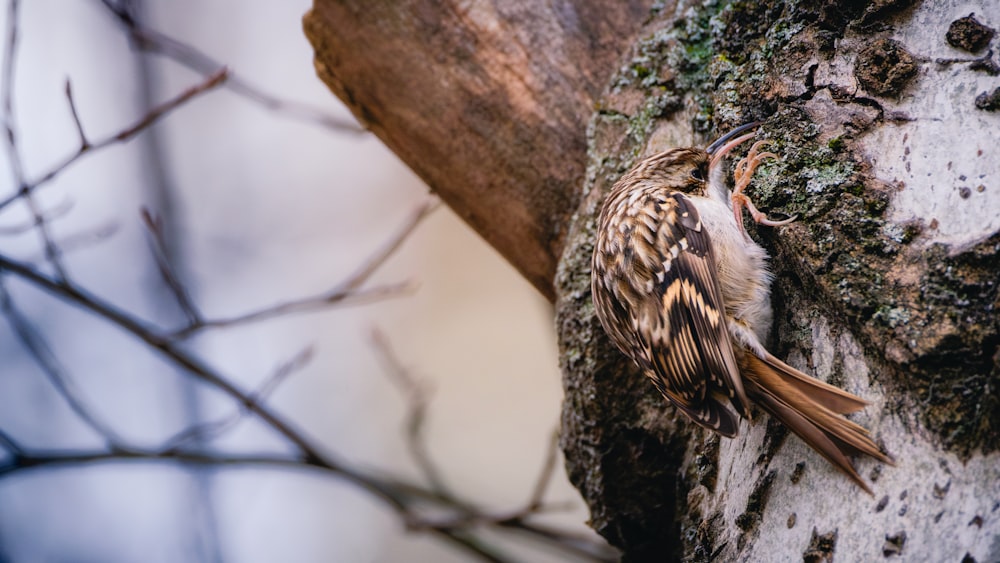 a bird is perched on a tree branch