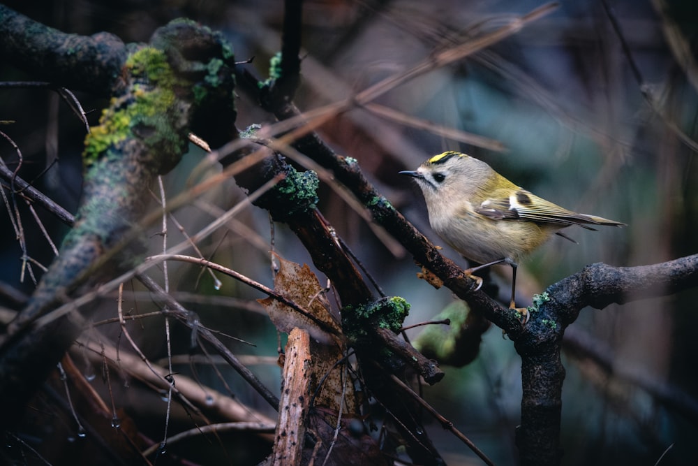 a small bird perched on a tree branch