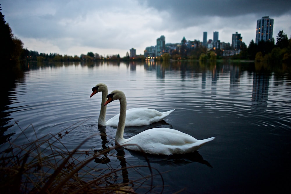 two swans swimming in a lake with a city in the background