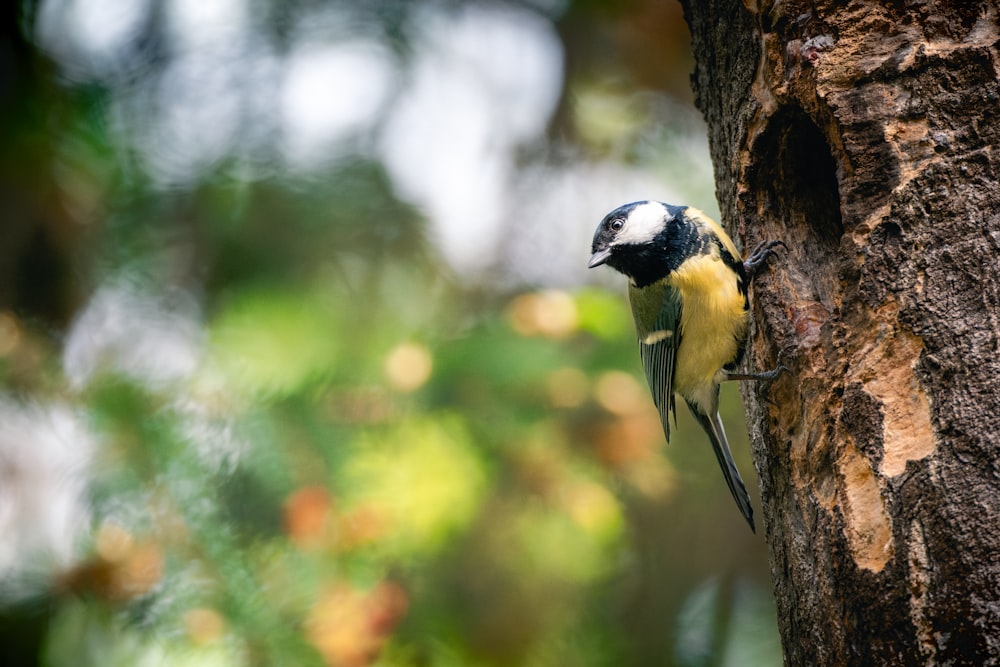 a bird perched on the side of a tree