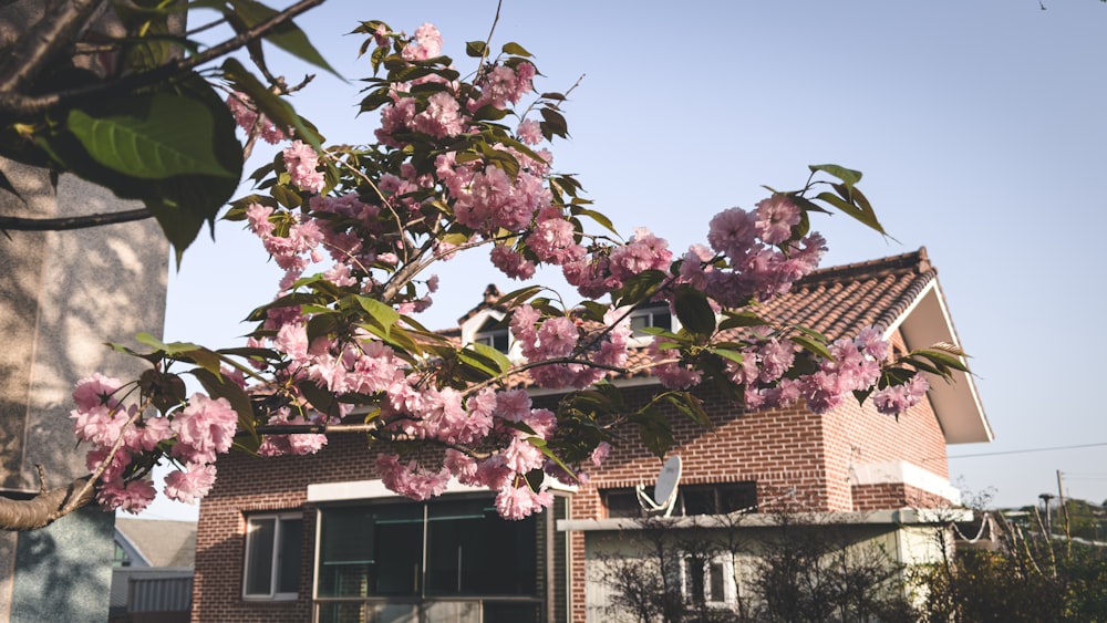 a tree with pink flowers in front of a house