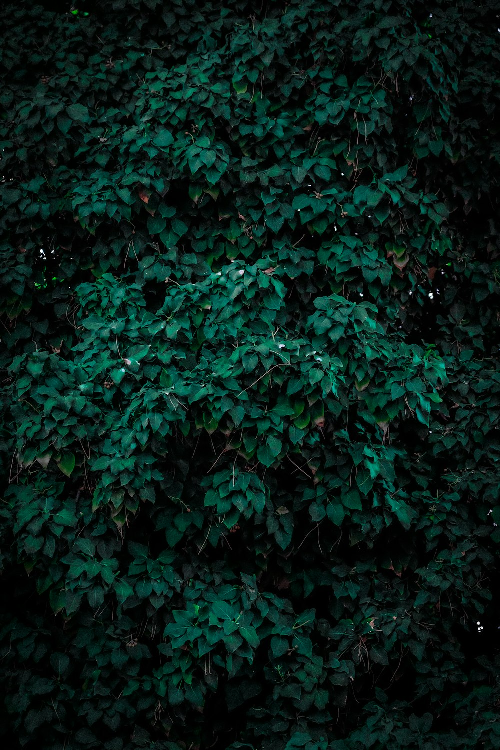 a black and white photo of a green plant