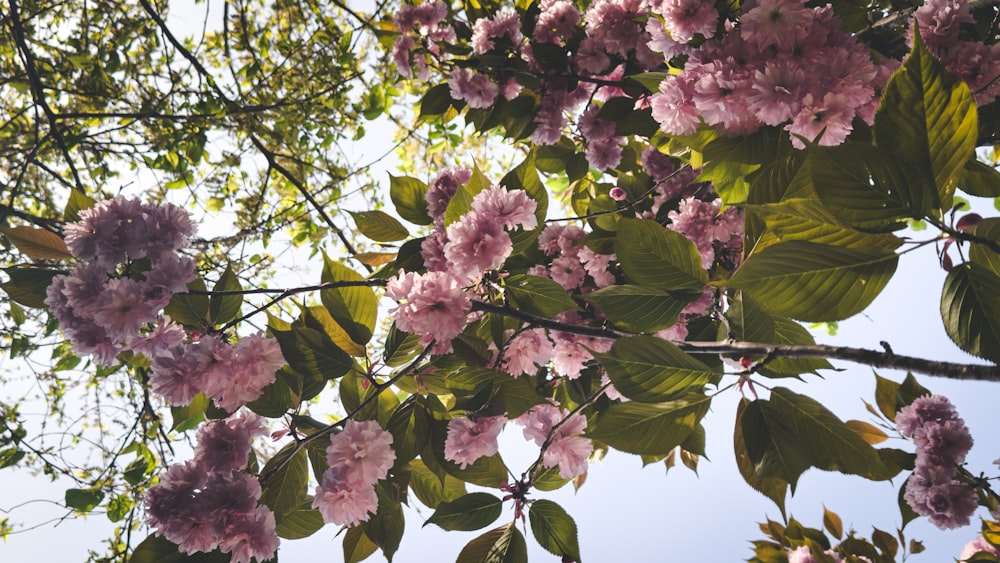 pink flowers are blooming on the branches of a tree