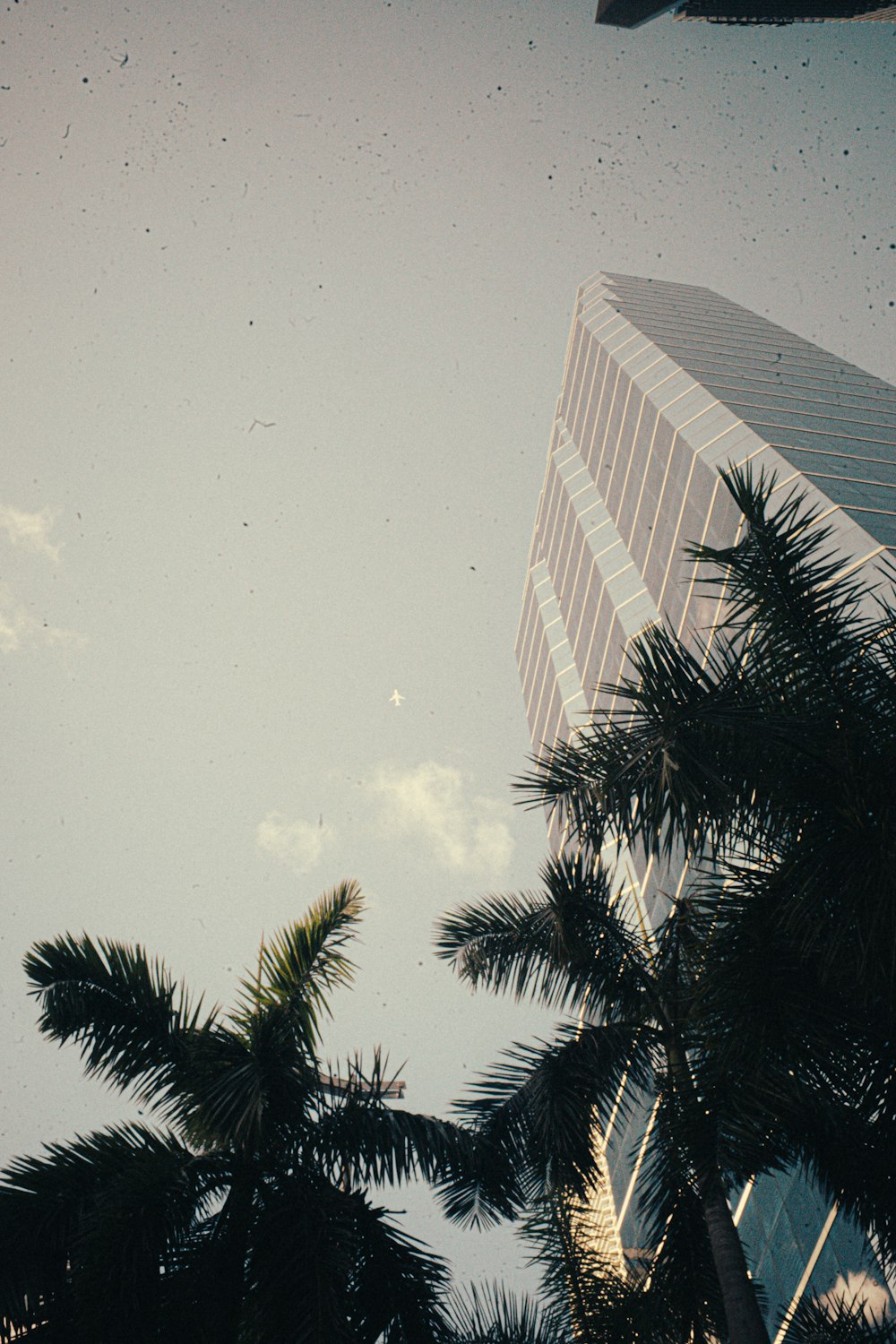 a tall building sitting next to palm trees