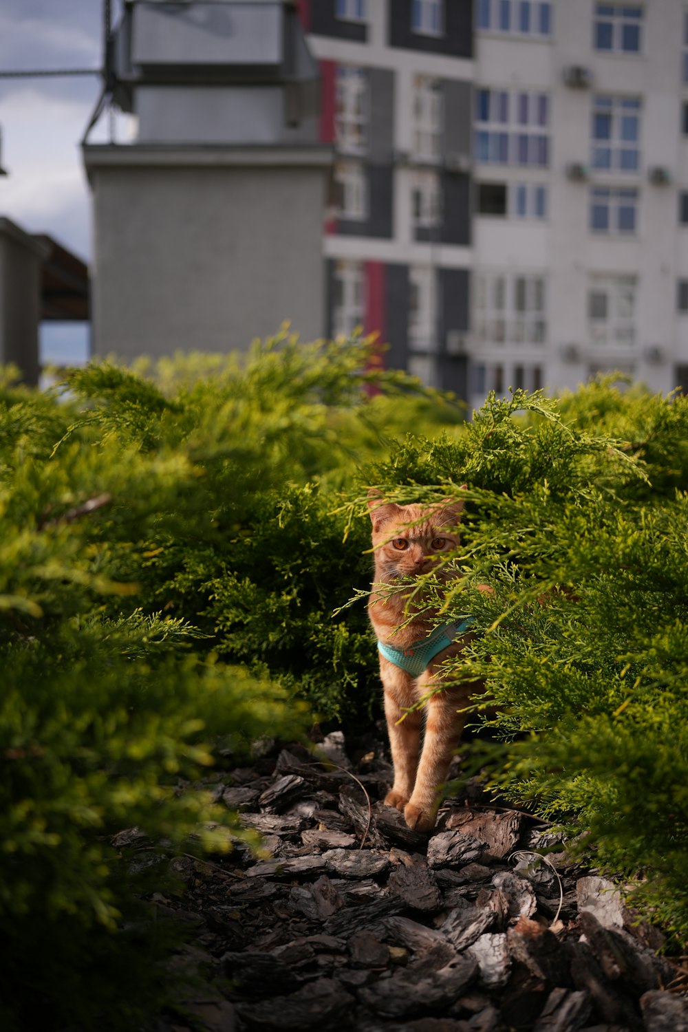 a cat is walking through a bushy area