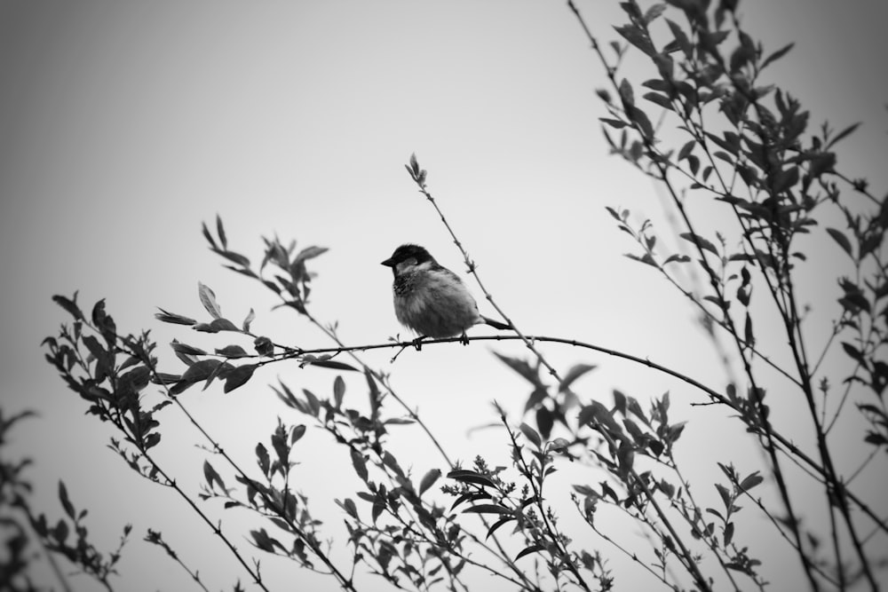 una foto in bianco e nero di un uccello su un ramo