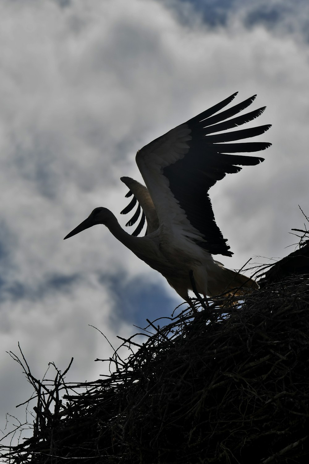 a stork is standing on top of a nest