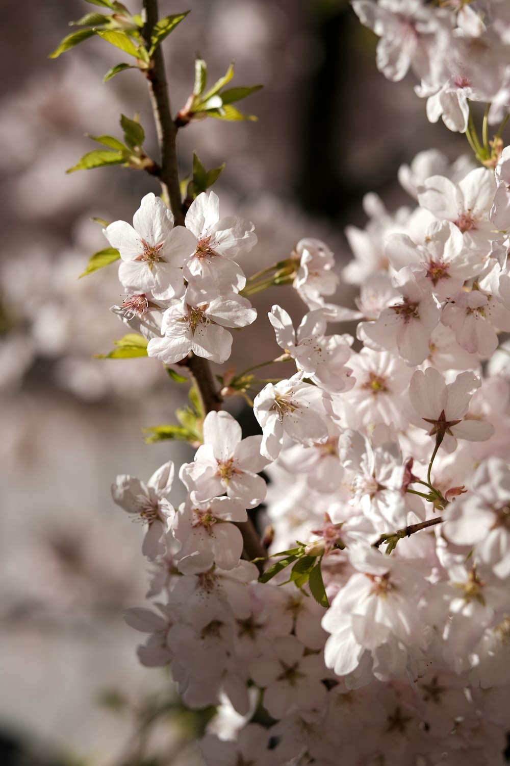 a close up of a bunch of flowers on a tree