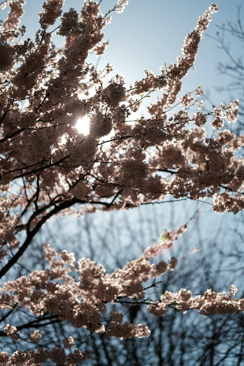 the sun shines through the branches of a cherry blossom tree